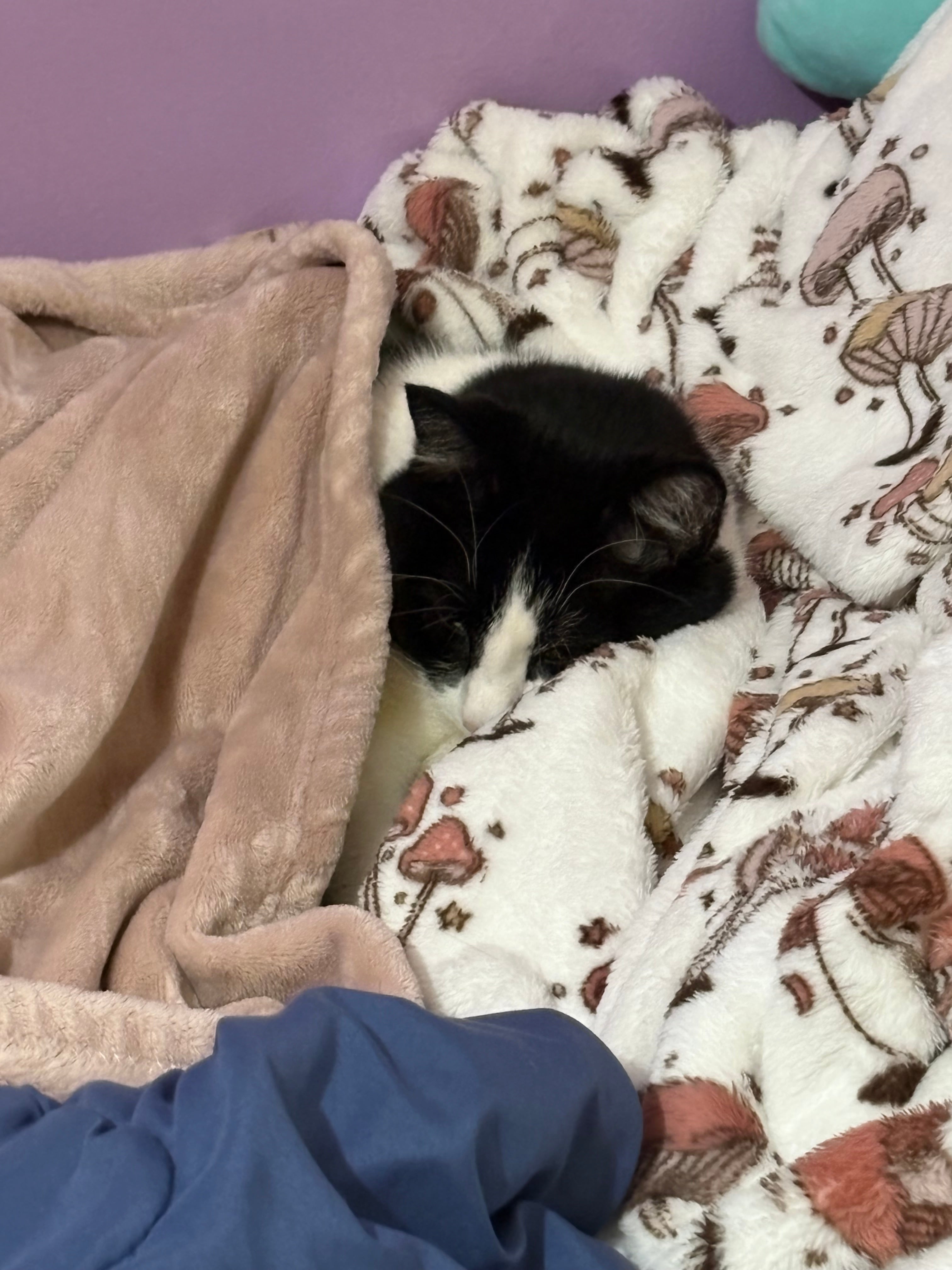 Mushroom lip balm holders